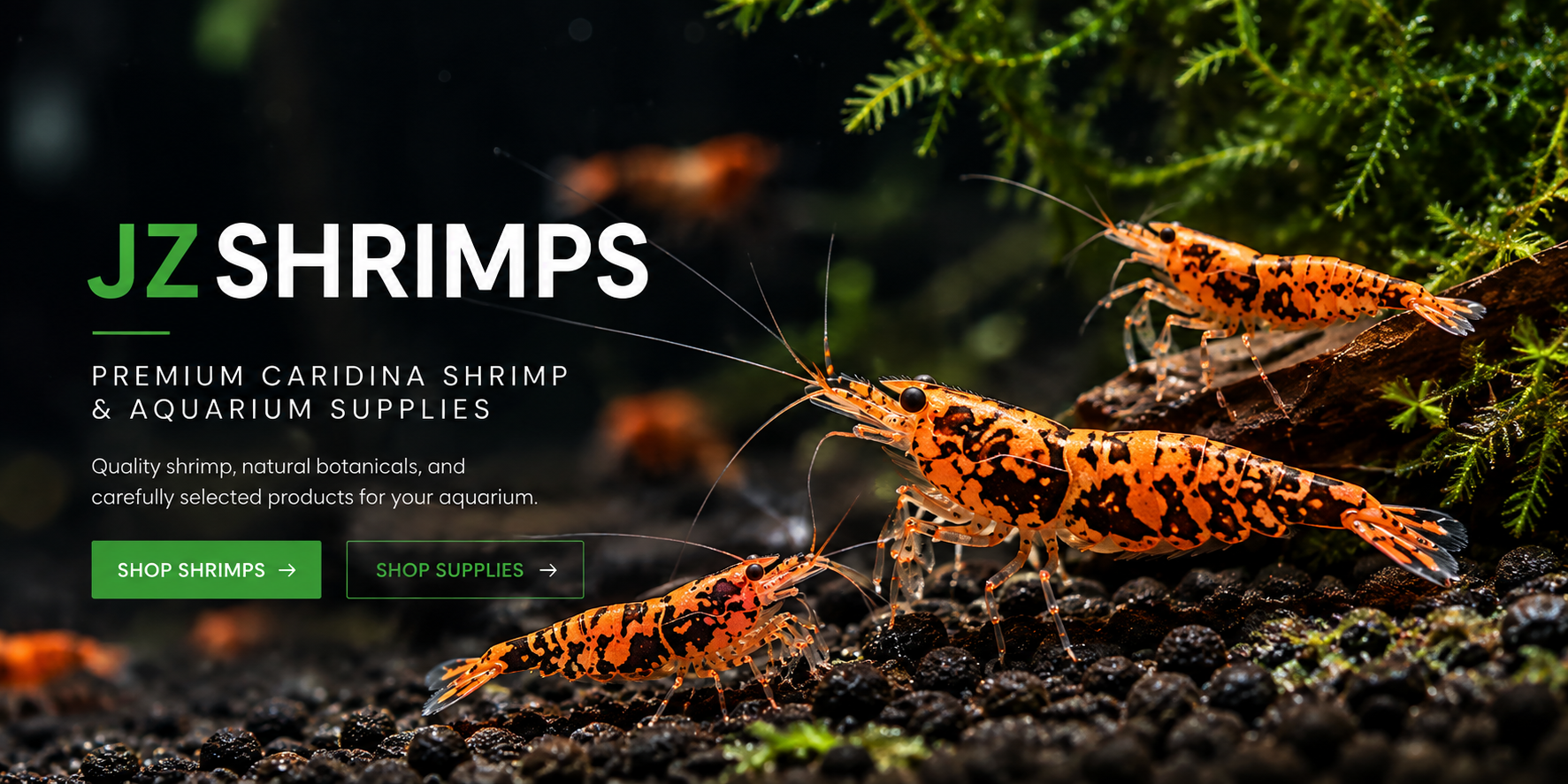 Orange Boa Caridina shrimp