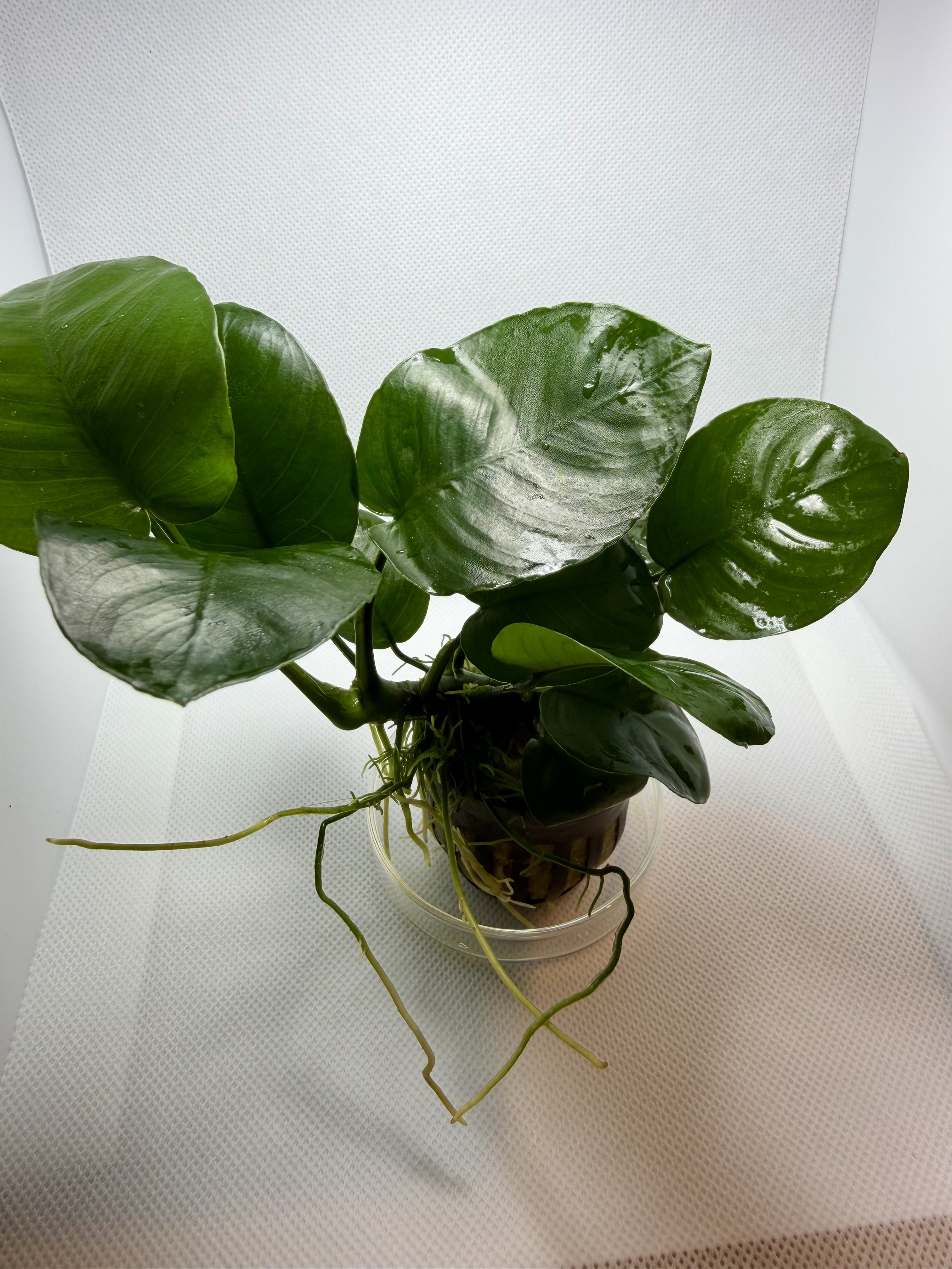 Anubias Barteri Broad Leaf