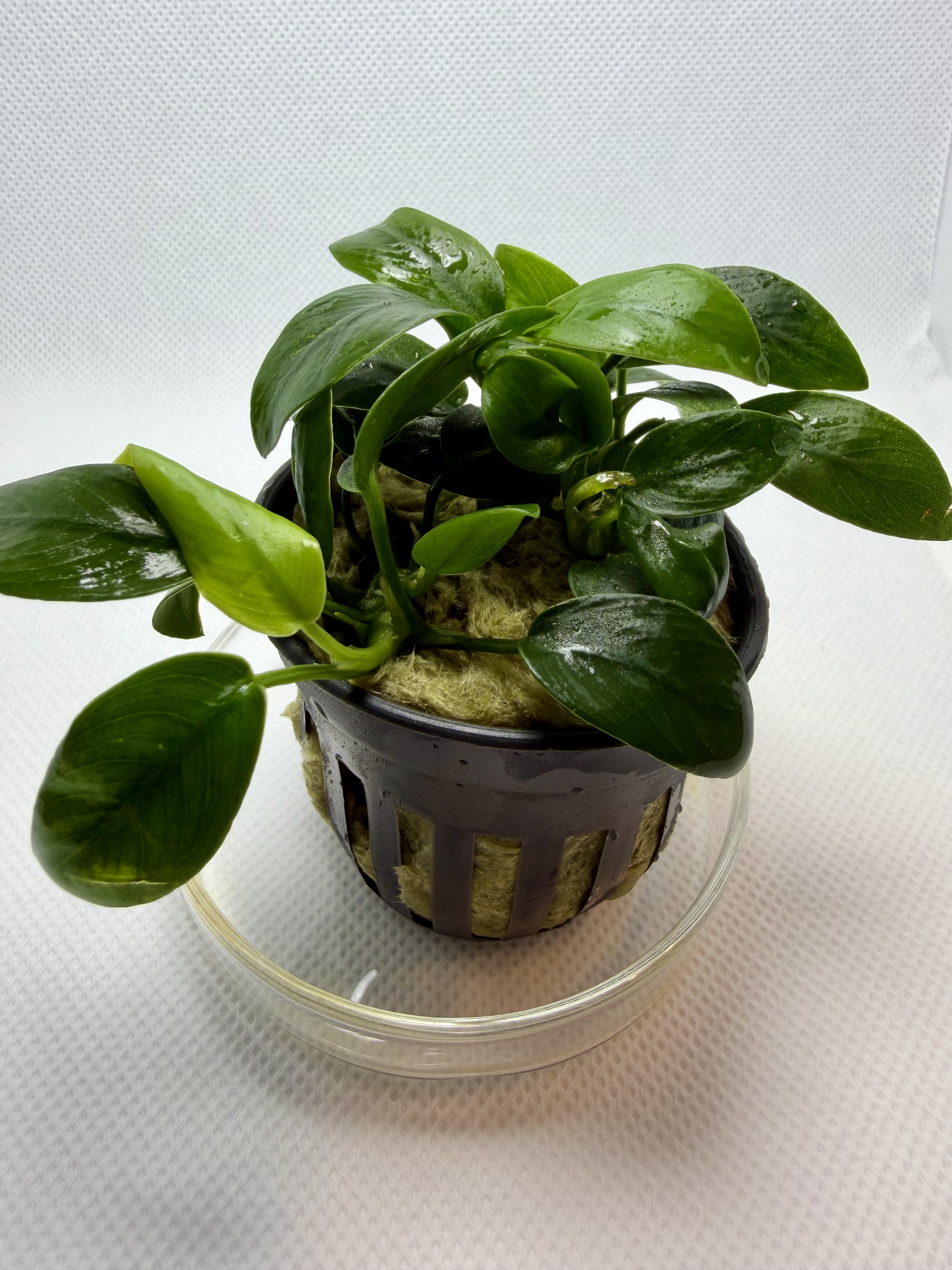 Anubias Barteri Var Nana Bonsai