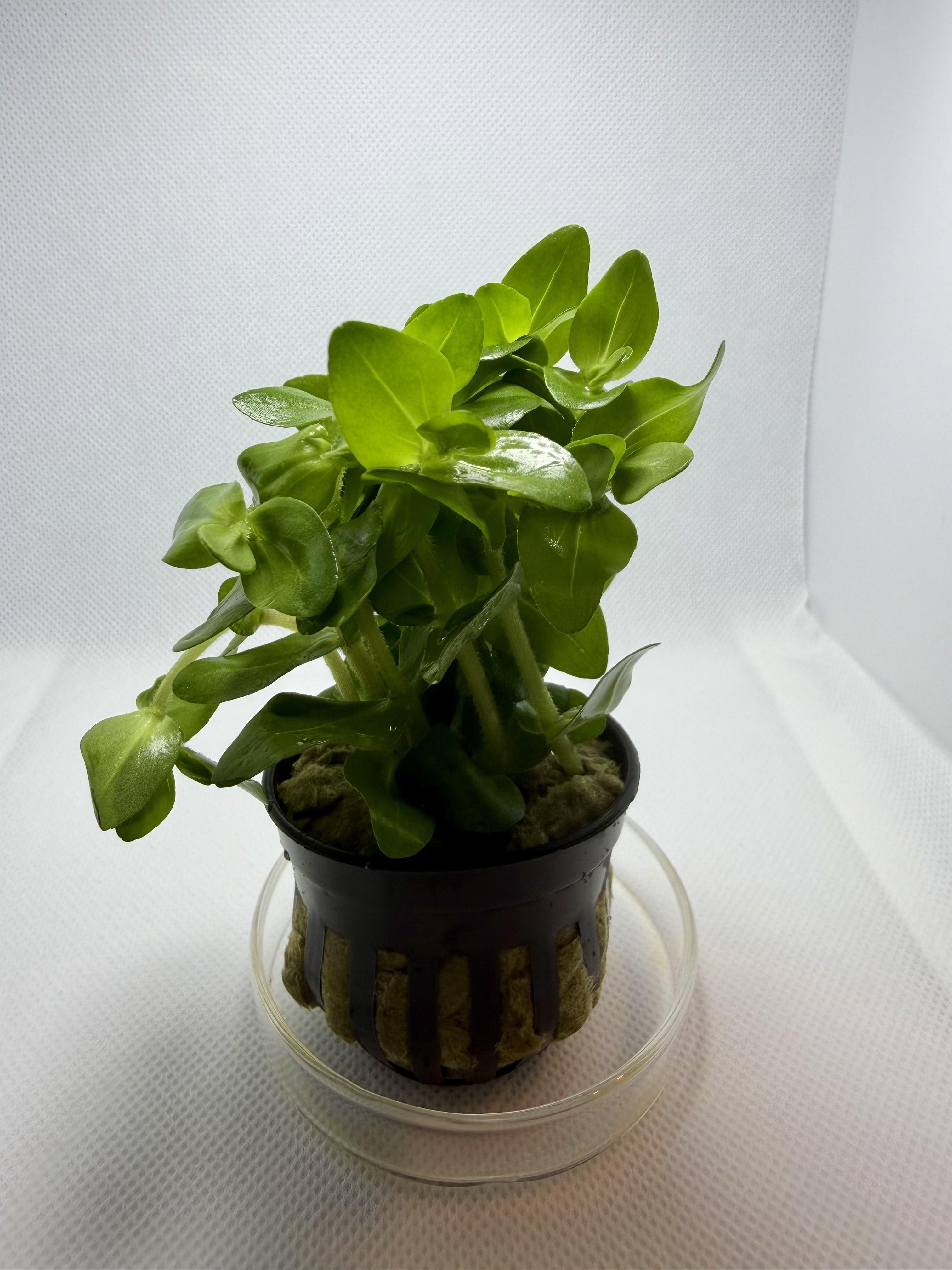 Bacopa Caroliniana
