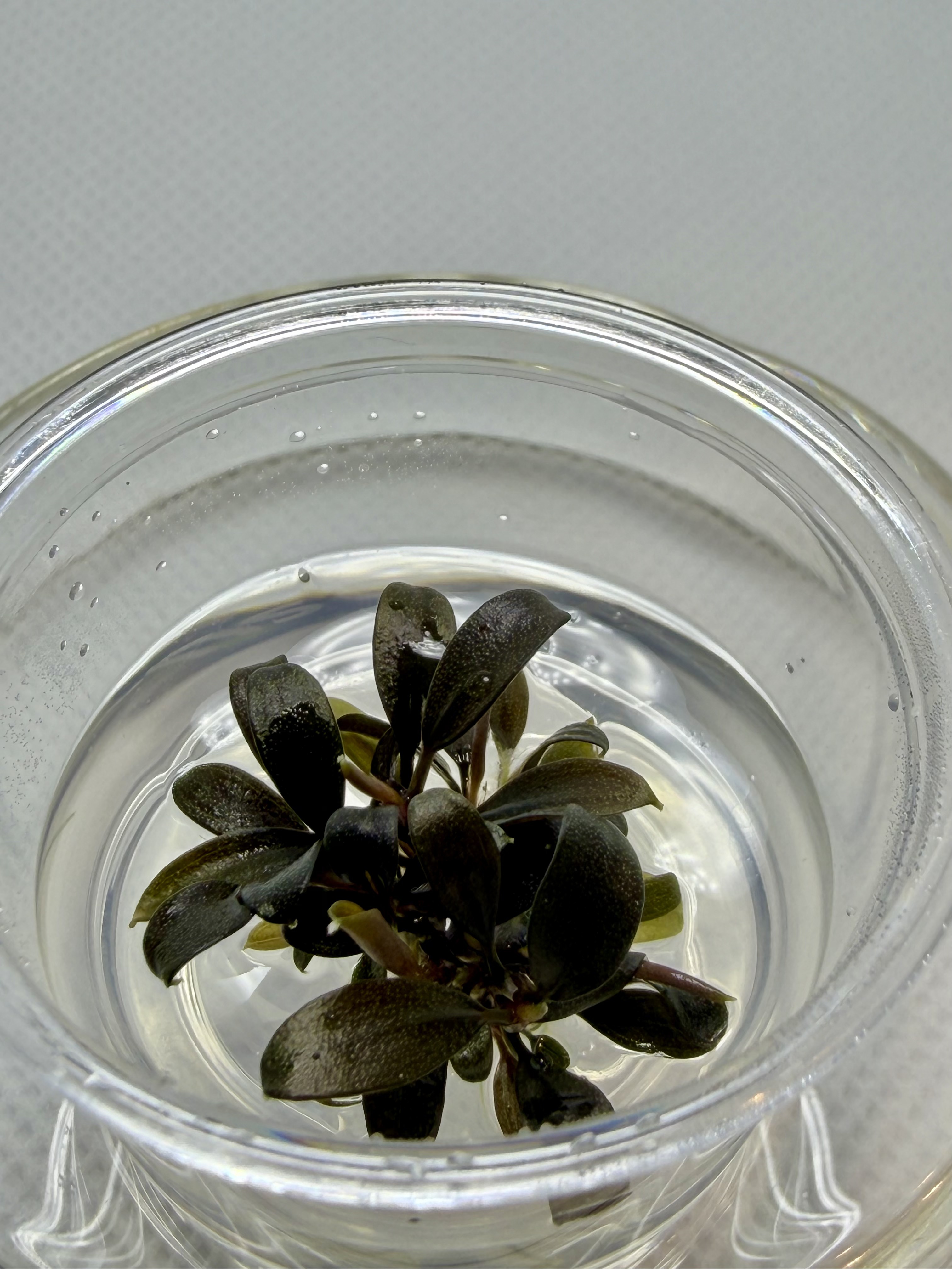 Bucephalandra Brownie Ghost Small Cup