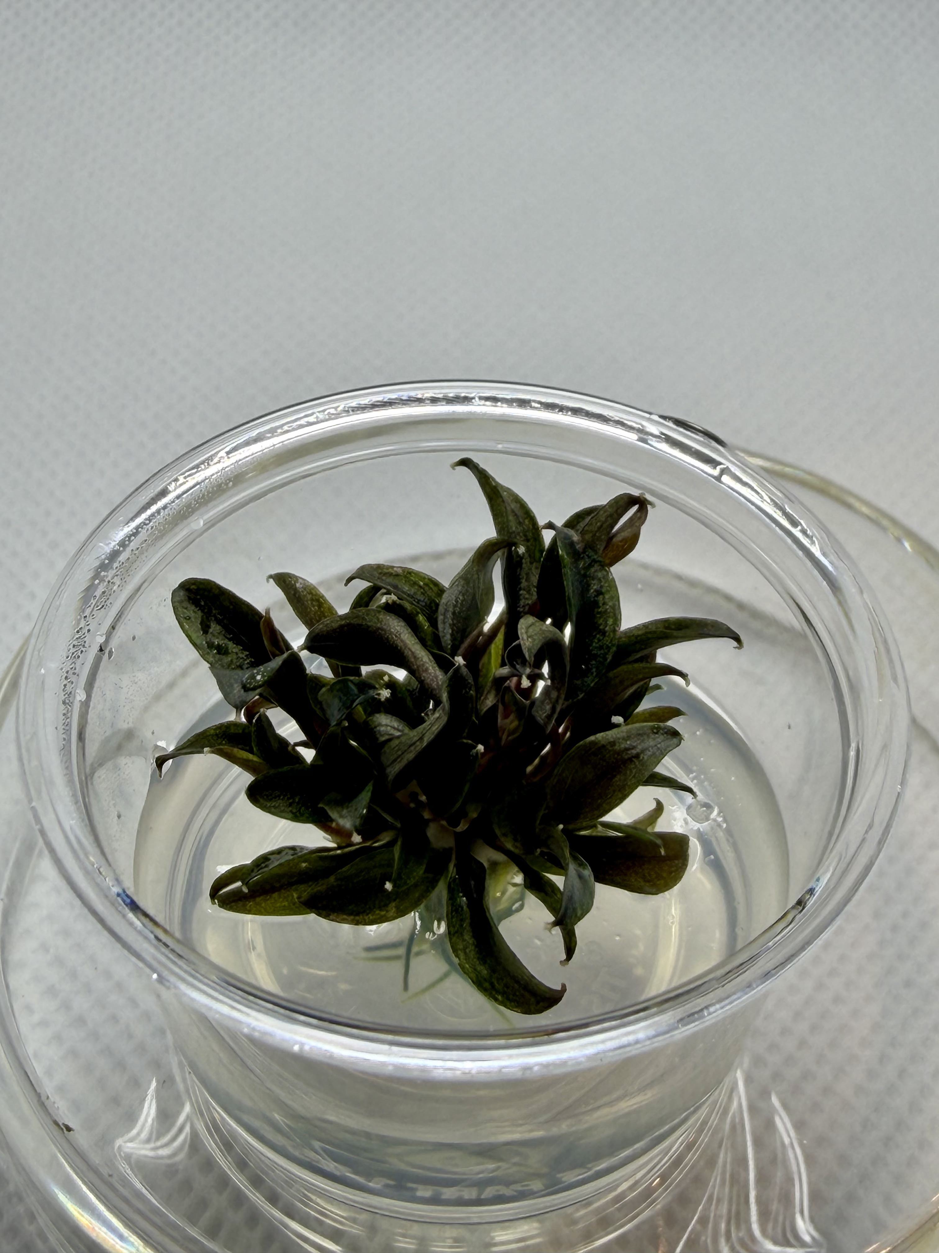 Bucephalandra Red Mini Small Cup