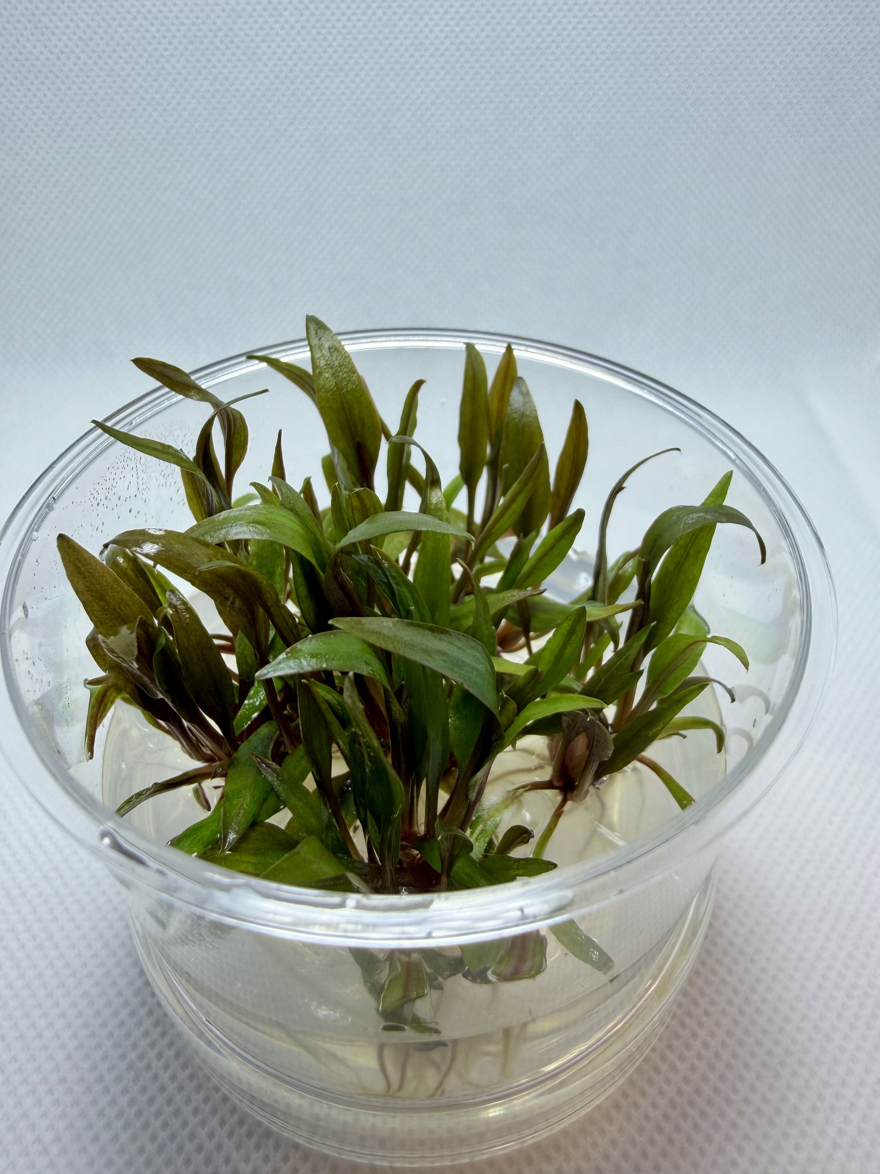 Cryptocoryne Petchii