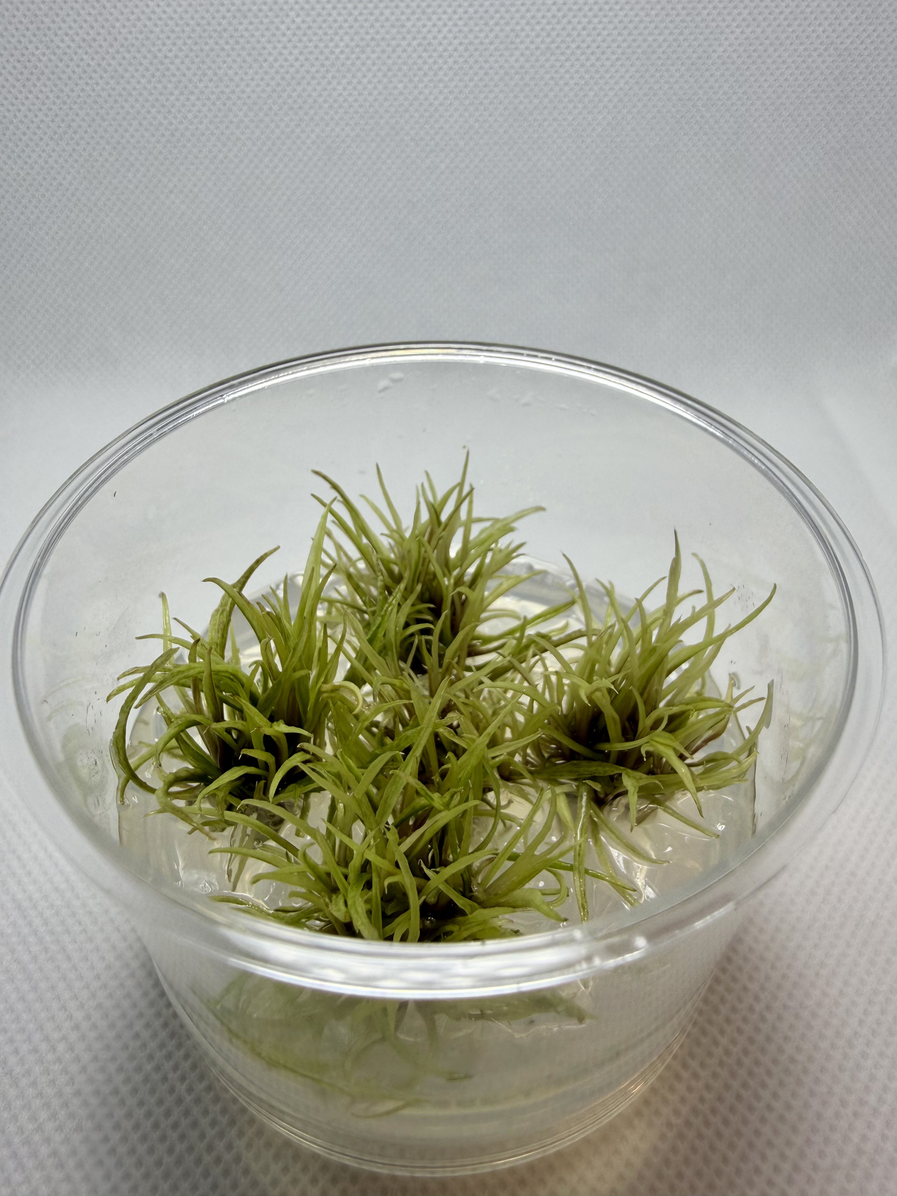 Cryptocoryne Wendtii Green Gecko