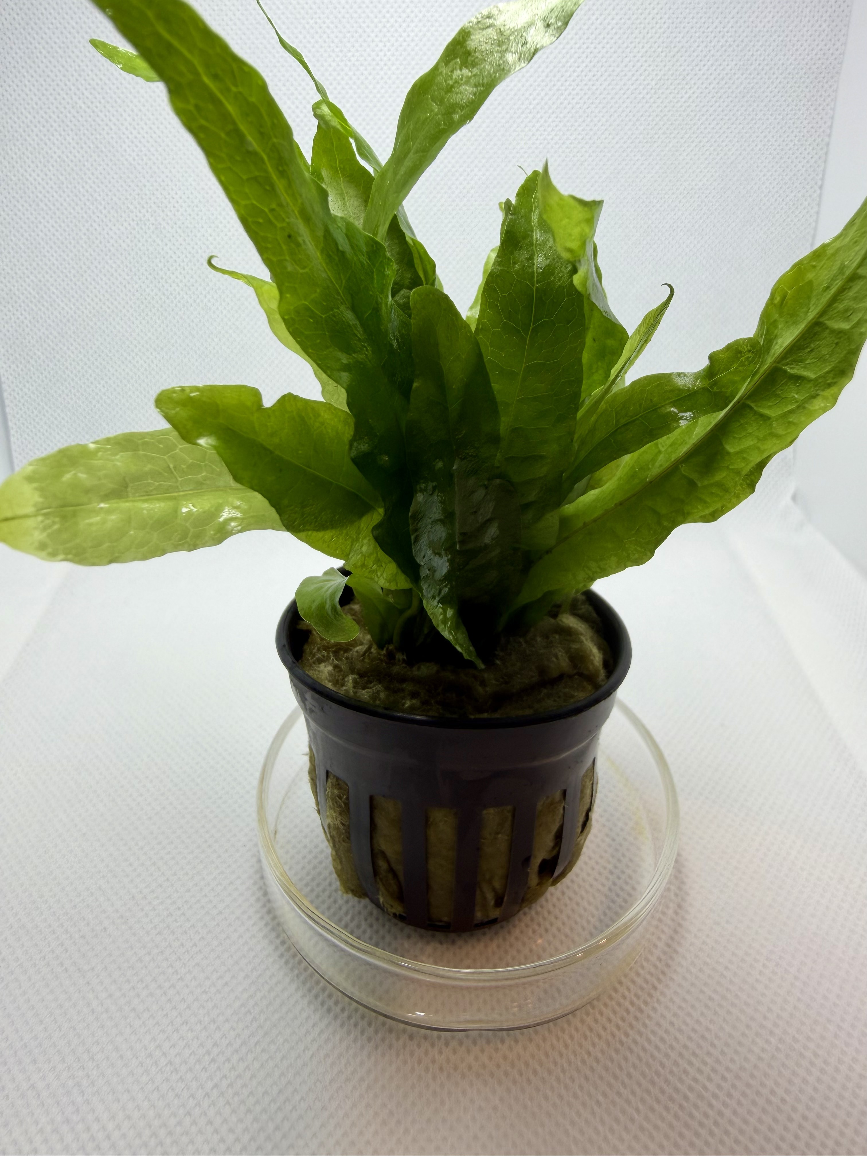 Microsorum Pteropus