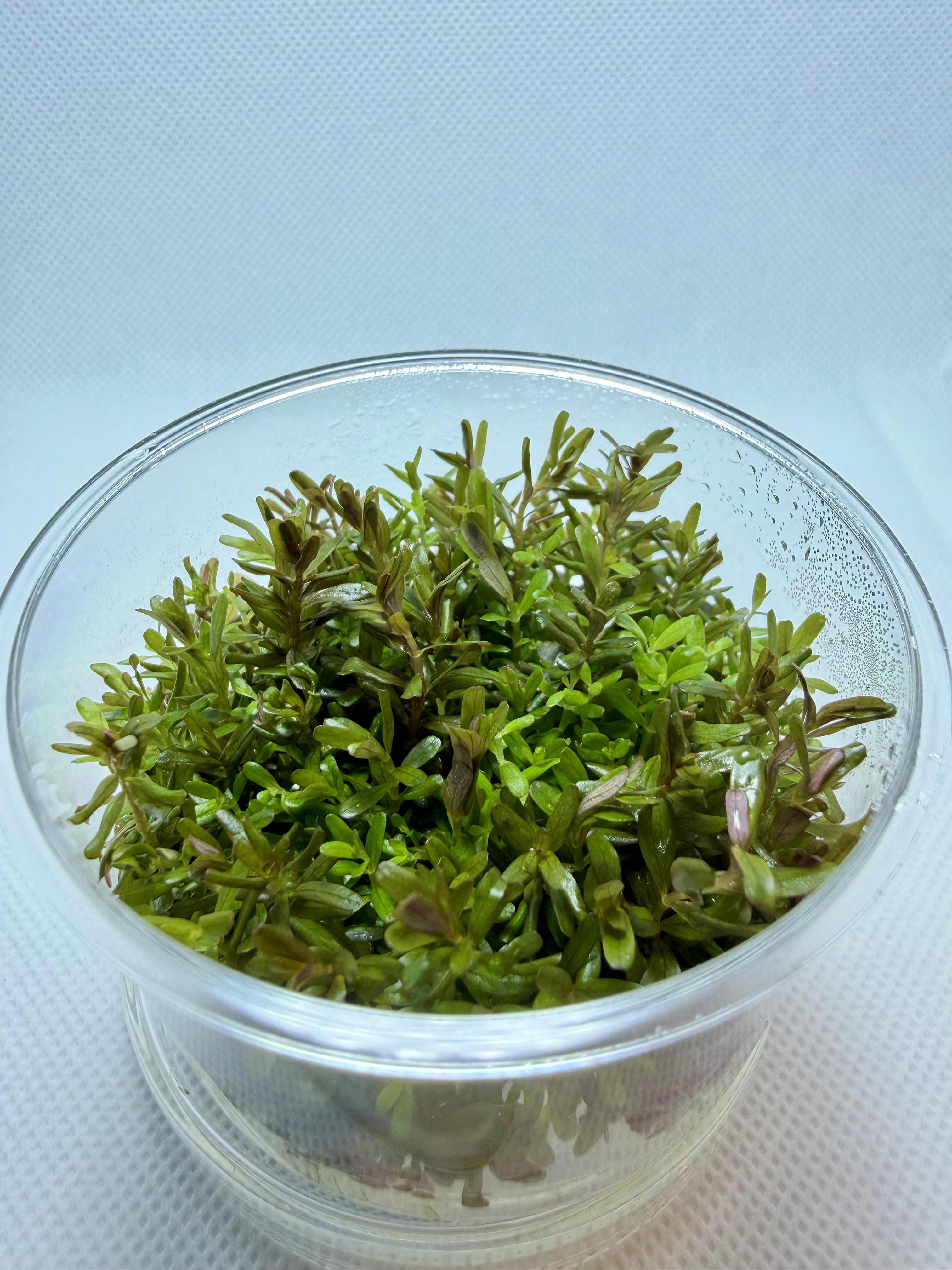 Rotala HRA