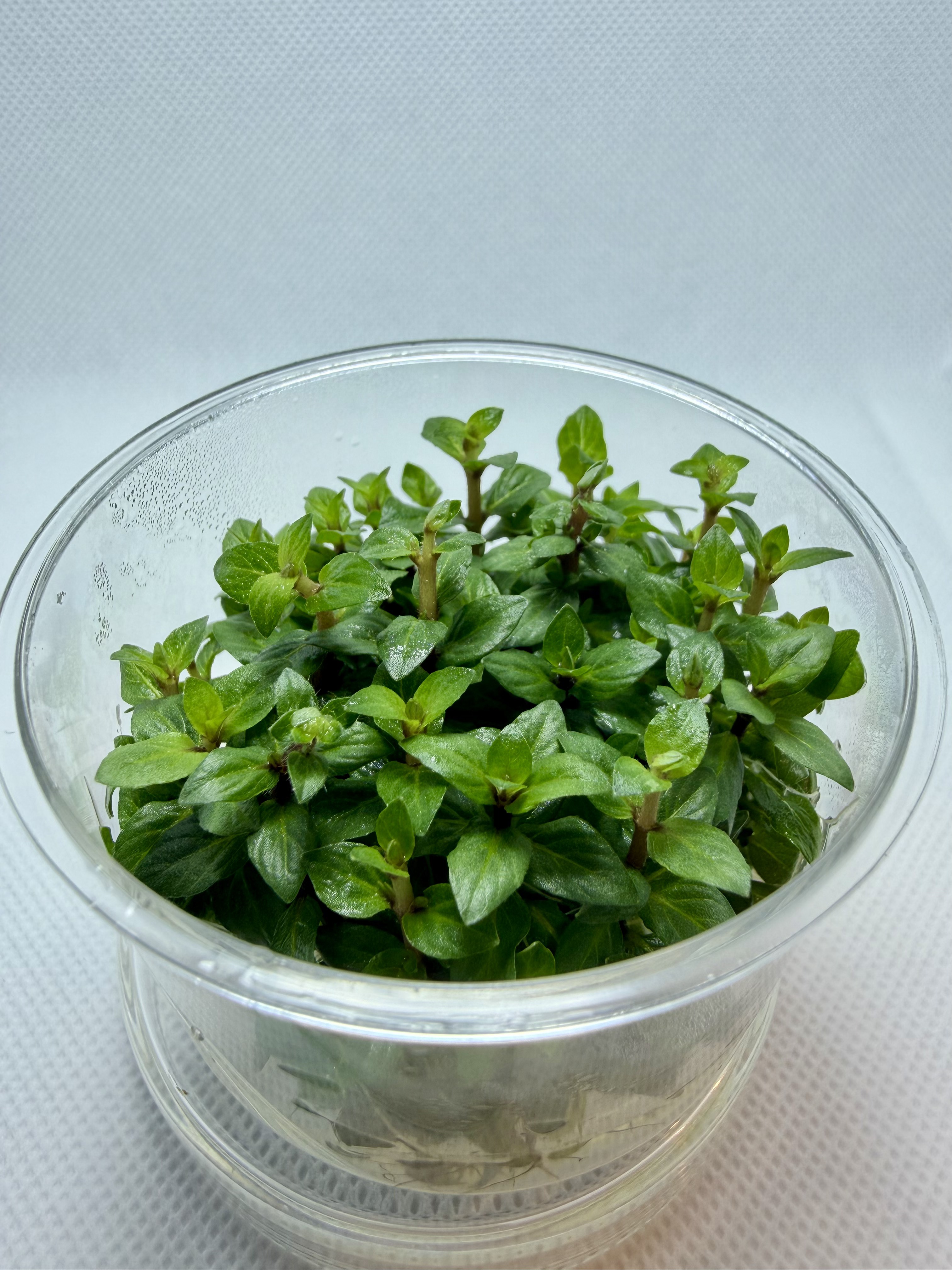 Staurogyne Repens